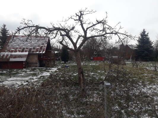 Elbląg Podejmę się- cięcia drzewek, krzewów, żywopłotów itp. , - wykonam ogrodowe rozbiórki, - ułożę ziemię pod nowy