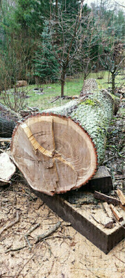 Elbląg Sprzedam drewno dębu, bal średnica 90 cm, długość 4 metry, drugi bal średnica 100 cm o długości 3 mety.