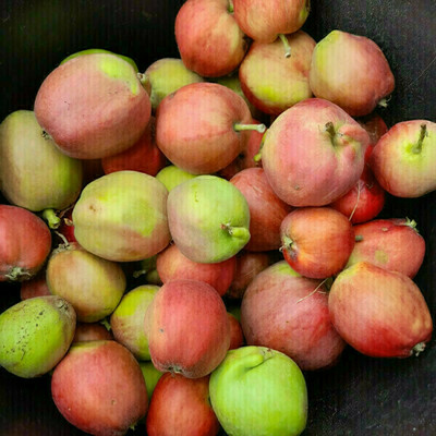 Elbląg Oddam za darmo około 10 litrów dziennie jabłek (spady) - świetnie nadają się na konfitury i do bezpośredniego