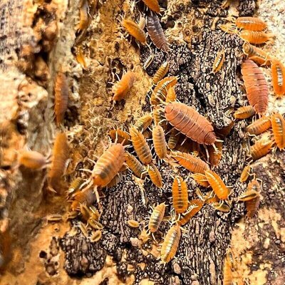 Elbląg Sprzedam izopody orange powder 1zł - 1szt, Doskonale nadają się do terraruium.