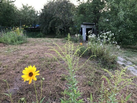 🏡 Sprzedam prawo do użytkowania działki o pow. 480 m2 w ROD przy ul. Kościuszki w Elblągu 🏡