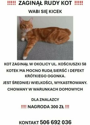 Na terenie Elbląga przy ul. Kościuszki 58 zaginął rudy kot KICEK. Kot jest charakterystyczny z uwagi na krótki ogonek.