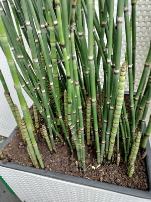 Sprzedam skrzyp zimozielony Equisetum hyemale Robustum, zielony bambus, roślina czteroletnia w uprawie doniczkowej.