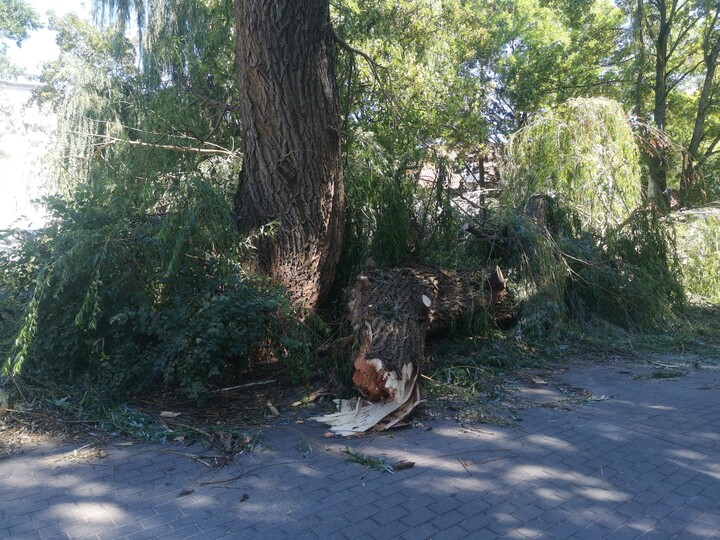 Drzewo. Złamane drzewo przez wichurę