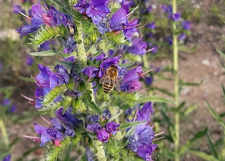 Pszczoła. Podobno najpożytniejszy owad świata. Zapyla kwiaty, robi zdrowy i smaczny miodek, czasem jak się nie uważa to użądli, ale i jej jad pomaga w niektórych dolegliwościach zdrowotnych.