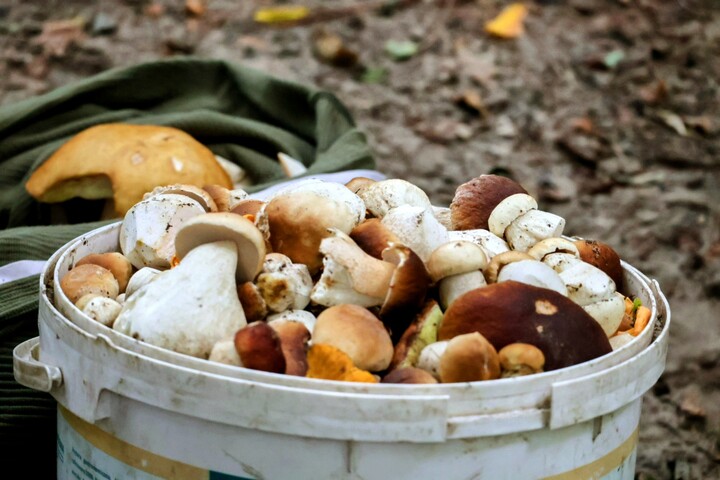 Ostatnie grzybobranie. Okolice białej leśniczówki