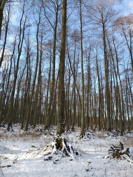 Żuławskie namorzyny. 16.02.2025 pomiędzy Krzewskiem a Wiśniewem