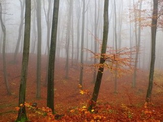 Zamglona Bażantarnia