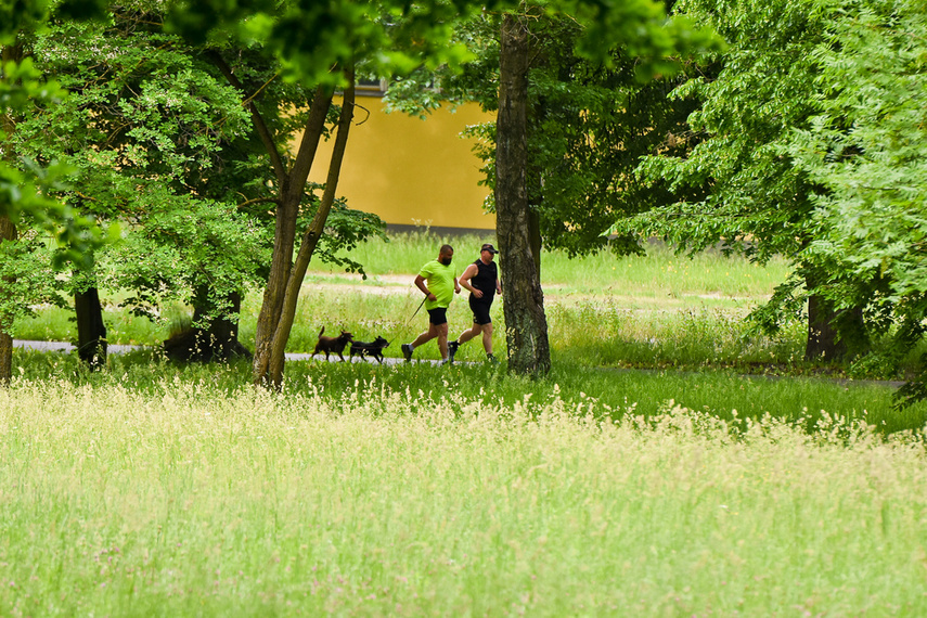 Elbląg zadebiutował w parkrun zdjęcie nr 241301