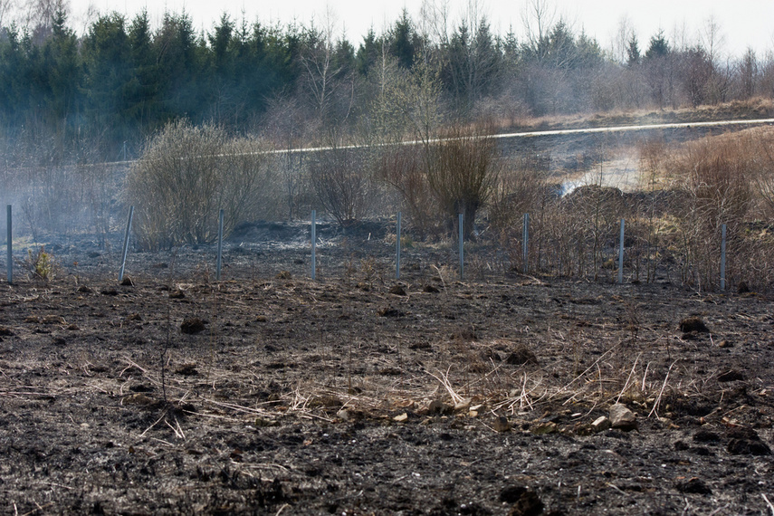 Pożar traw w Gronowie Górnym zdjęcie nr 258064