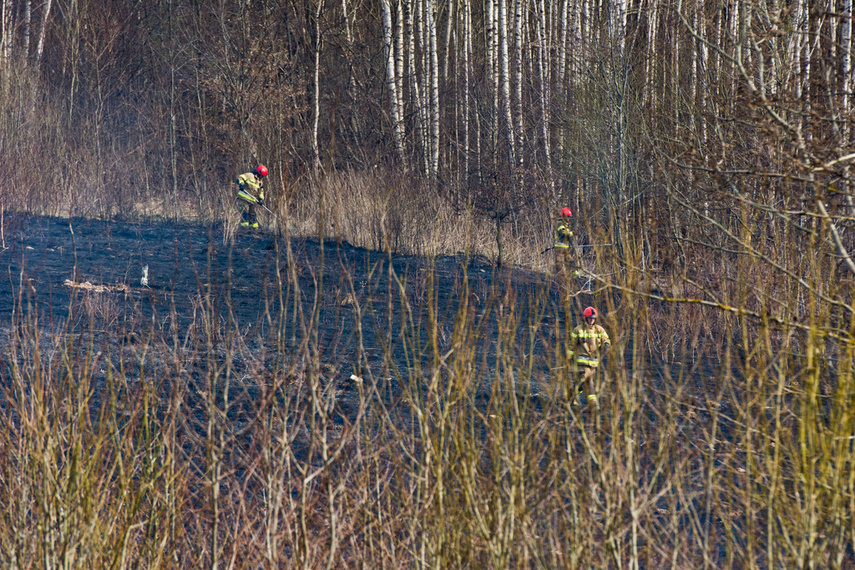 Pożar traw w Gronowie Górnym zdjęcie nr 258050