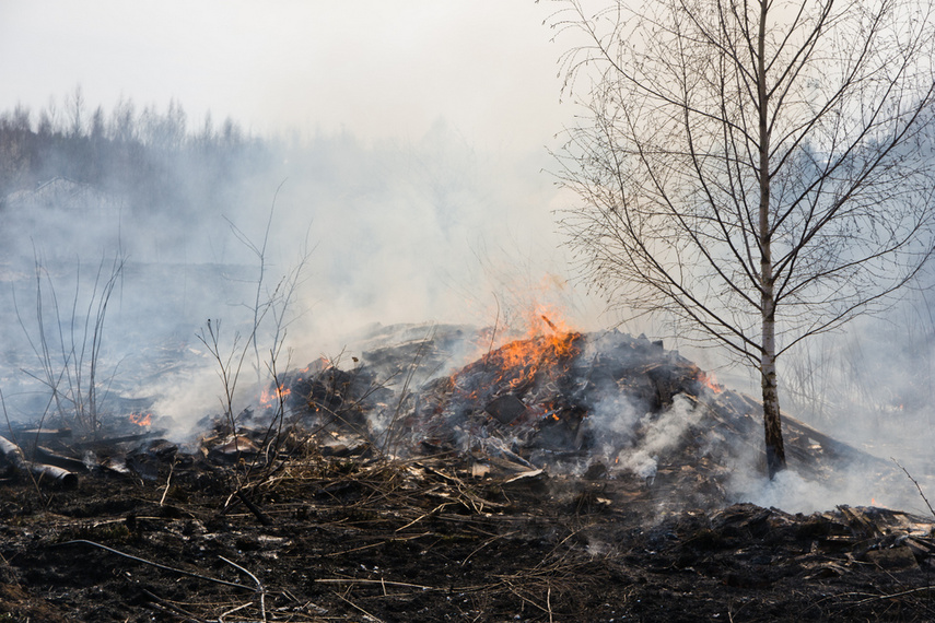 Pożar traw w Gronowie Górnym zdjęcie nr 258059