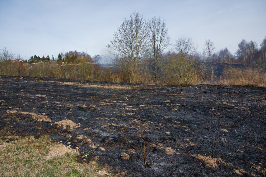 Pożar traw w Gronowie Górnym zdjęcie nr 258048