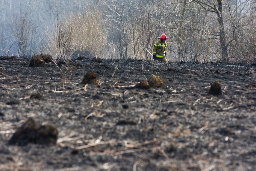 Pożar traw w Gronowie Górnym zdjęcie nr 258052