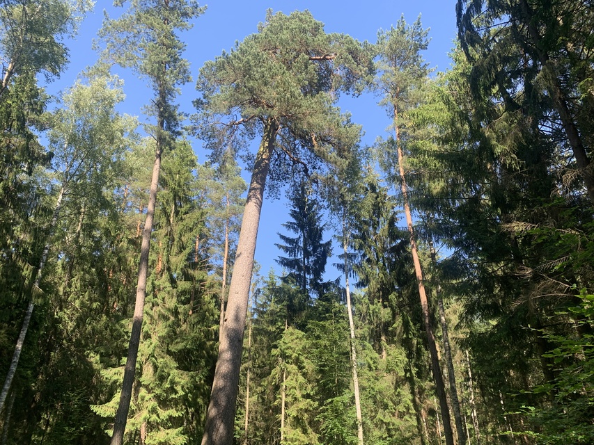 W poszukiwaniu wielkiej sosny zdjęcie nr 263594