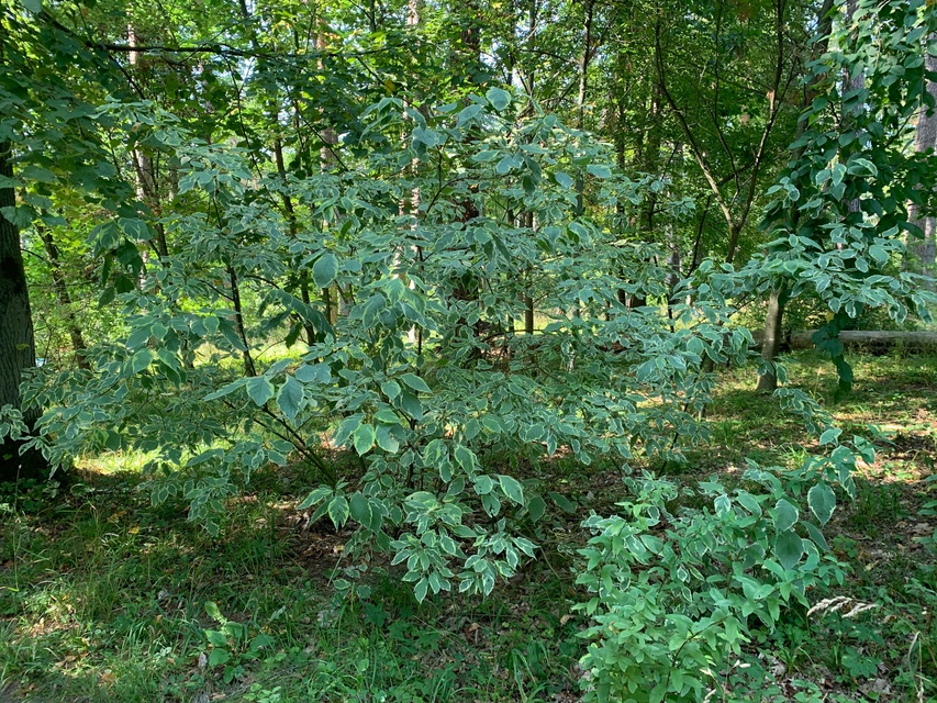 Leśne Arboretum Warmii i Mazur zdjęcie nr 268368