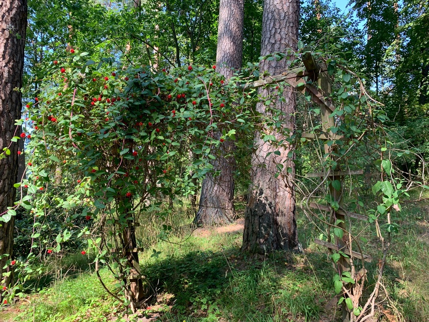 Leśne Arboretum Warmii i Mazur zdjęcie nr 268369