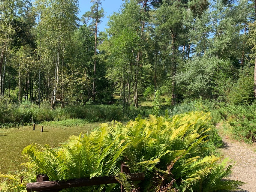 Leśne Arboretum Warmii i Mazur zdjęcie nr 268371