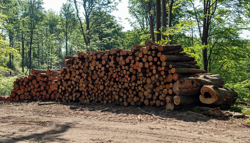 Elbląg Co z tym drewnem?