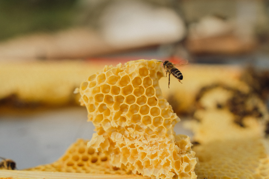 Pszczoła jest dobra na wszystko! zdjęcie nr 291730