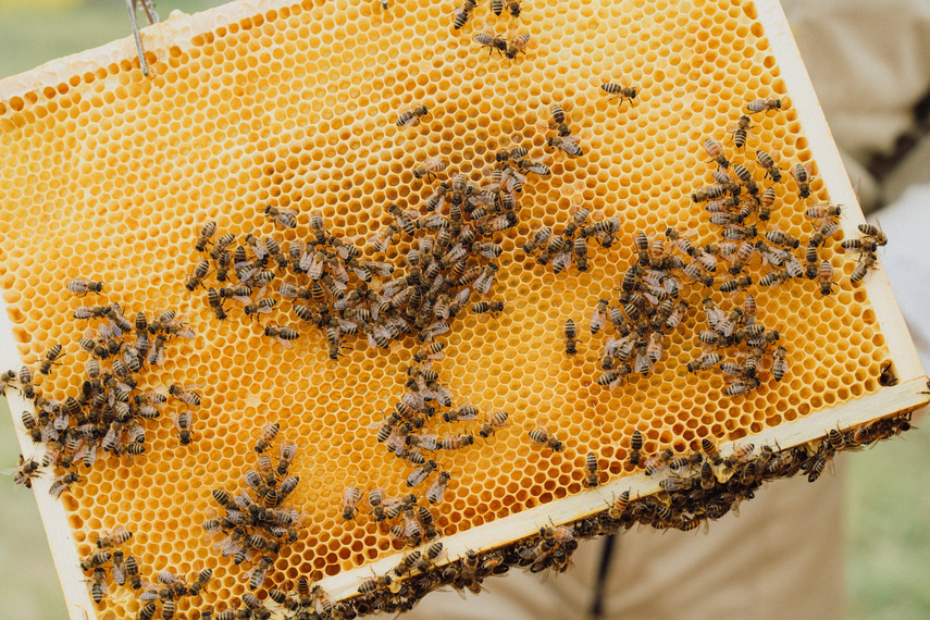 Pszczoła jest dobra na wszystko! zdjęcie nr 291724