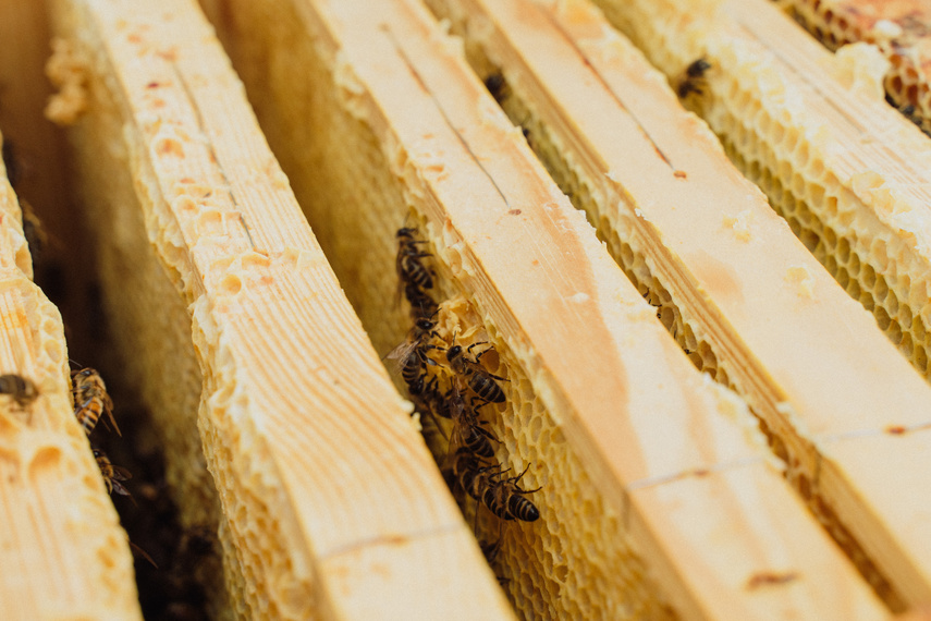 Pszczoła jest dobra na wszystko! zdjęcie nr 291715