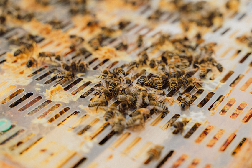 Pszczoła jest dobra na wszystko! zdjęcie nr 291719