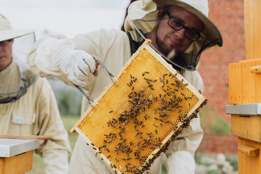 Pszczoła jest dobra na wszystko! zdjęcie nr 291723