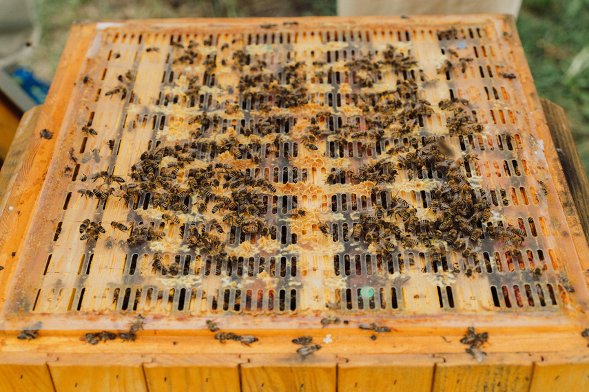 Pszczoła jest dobra na wszystko! zdjęcie nr 291717