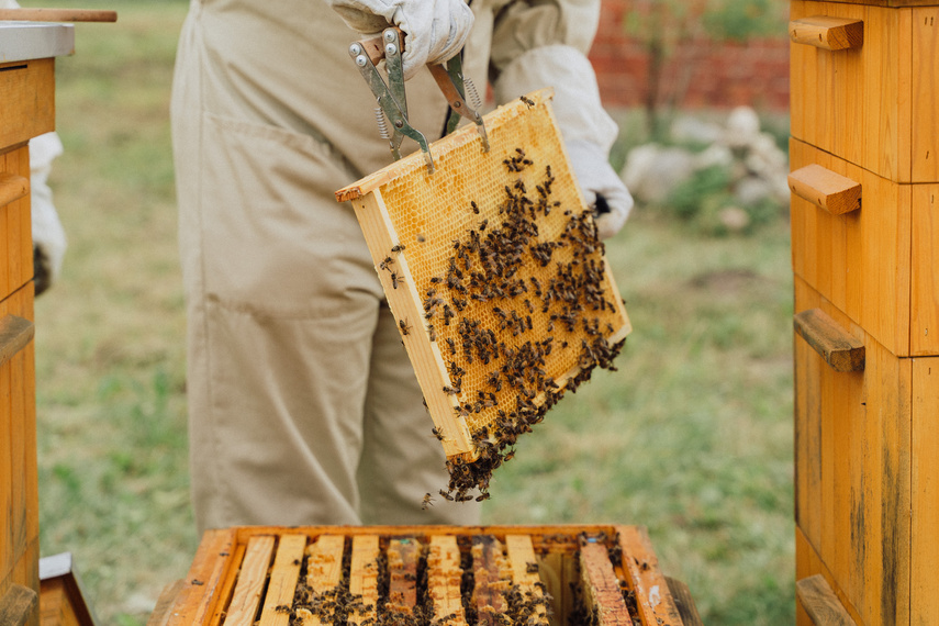 Pszczoła jest dobra na wszystko! zdjęcie nr 291722