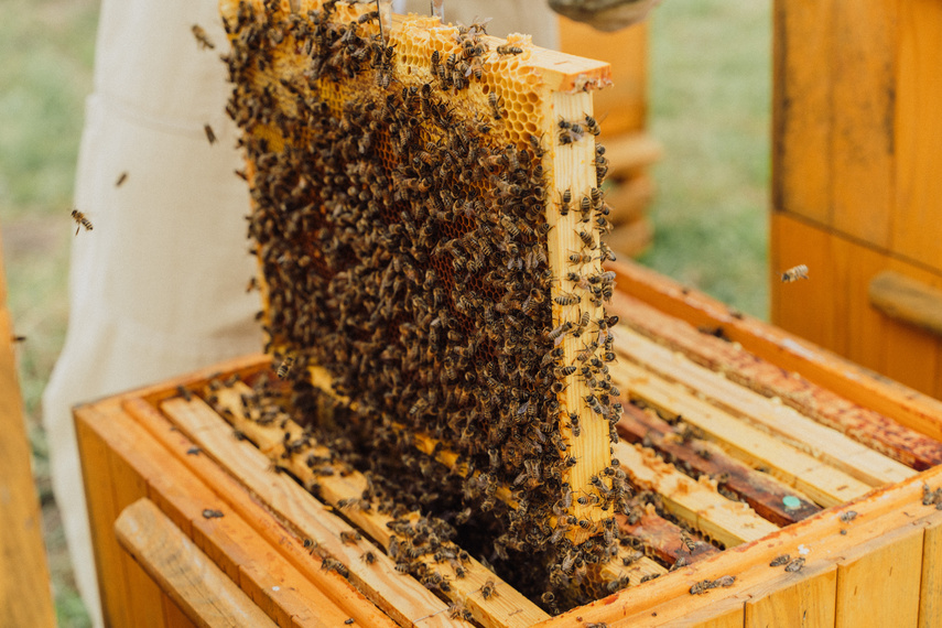 Pszczoła jest dobra na wszystko! zdjęcie nr 291727