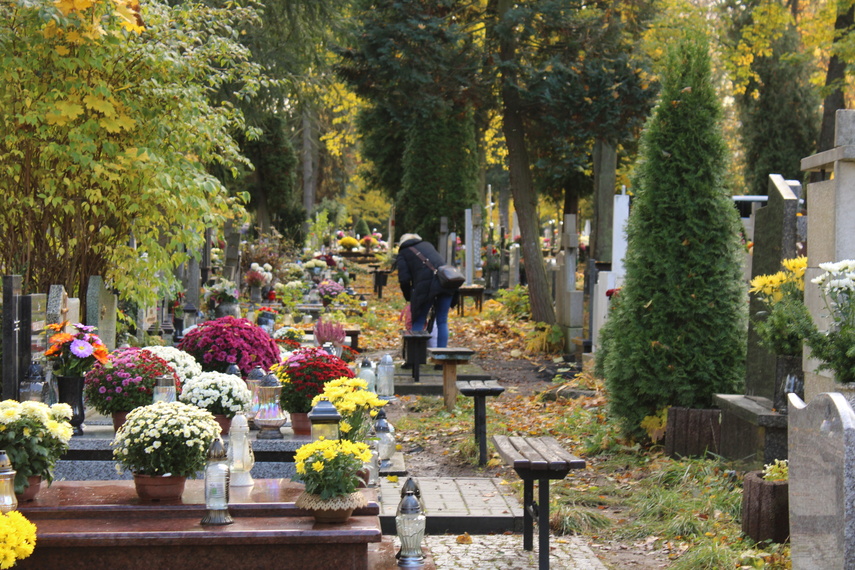 Elblążanie przygotowują się do Wszystkich Świętych zdjęcie nr 295624