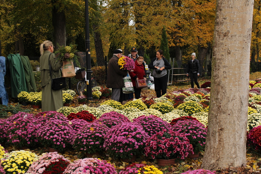 Elblążanie przygotowują się do Wszystkich Świętych zdjęcie nr 295643