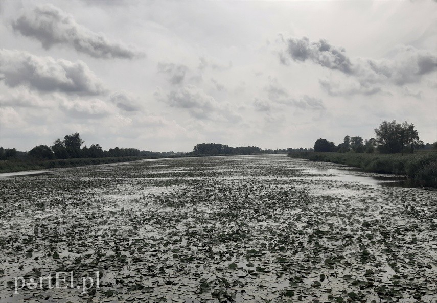 Na rower z portEl.pl: Rezerwat Przyrody Ujście Nogatu zdjęcie nr 228960