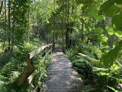 Leśne Arboretum Warmii i Mazur  (Na spacer z portEl.pl, odc. 17) 