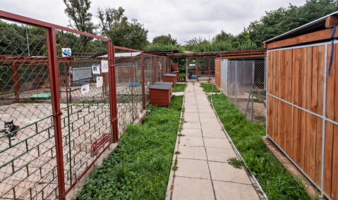 To ma być koniec łańcuchów, pseudohodowli i psiego smalcu