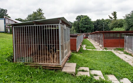 To ma być koniec łańcuchów, pseudohodowli i psiego smalcu