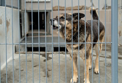 To ma być koniec łańcuchów, pseudohodowli i psiego smalcu