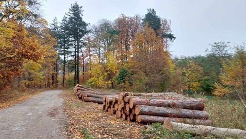 Czytelnik: Dlaczego wycinają kadyński las?