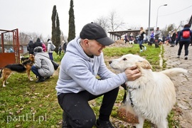 Pobiegli ponownie na sześć łap