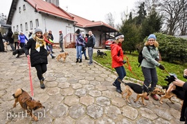 Pobiegli ponownie na sześć łap